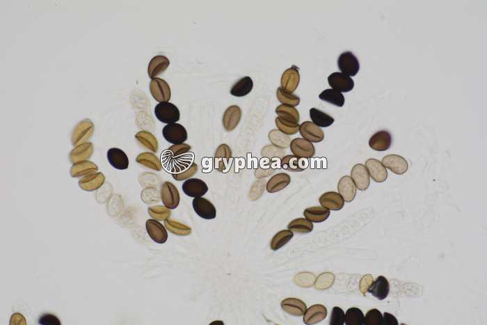 Sordaria asques hybrides x100 - gryphea.com